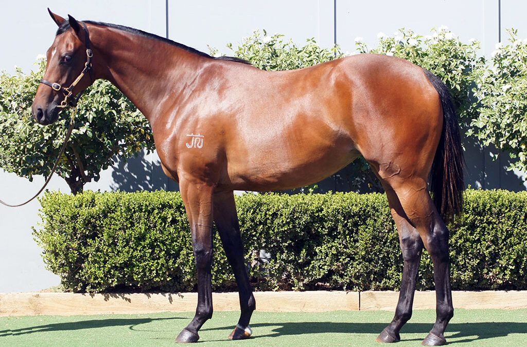 Lot 207: D’Argento x Where It Began filly