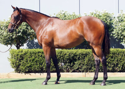 Lot 207: D’Argento x Where It Began filly