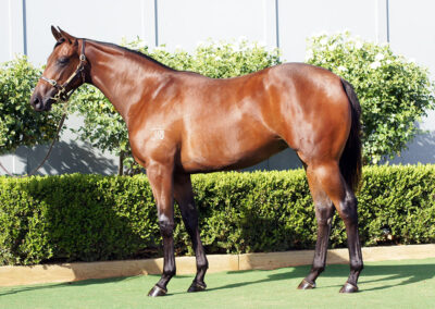 Lot 234: Harry Angel x Akiko filly