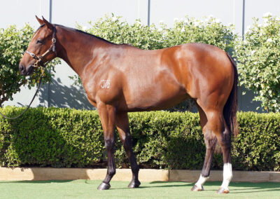 Lot 269: All Too Hard x Bird Of Dubai filly