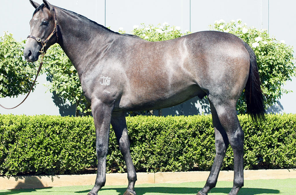 Lot 317: D’Argento x Deep Value colt