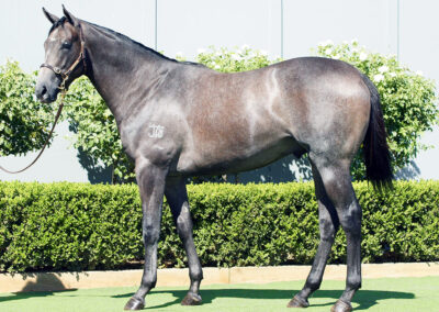 Lot 317: D’Argento x Deep Value colt