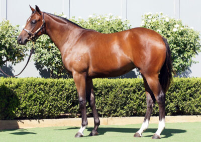 Lot 326: Zousain x Divine Nature filly