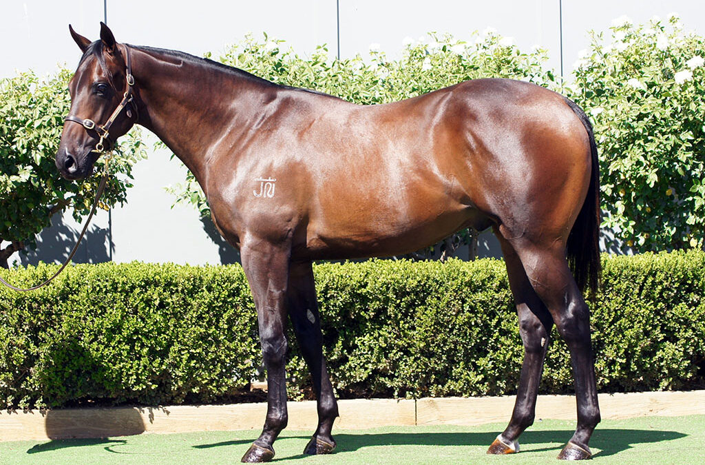 Lot 331: D’Argento x Duchess Marizza colt