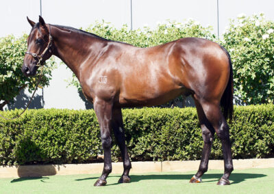 Lot 331: D’Argento x Duchess Marizza colt
