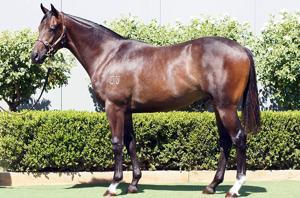 Lot 383: D’Argento x Girl You Want colt