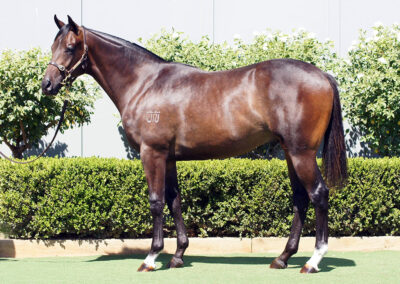Lot 383: D’Argento x Girl You Want colt