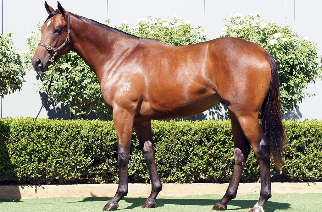 Lot 395: Cool Aza Beel x High Tango colt