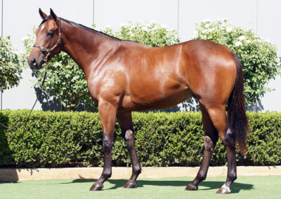 Lot 395: Cool Aza Beel x High Tango colt
