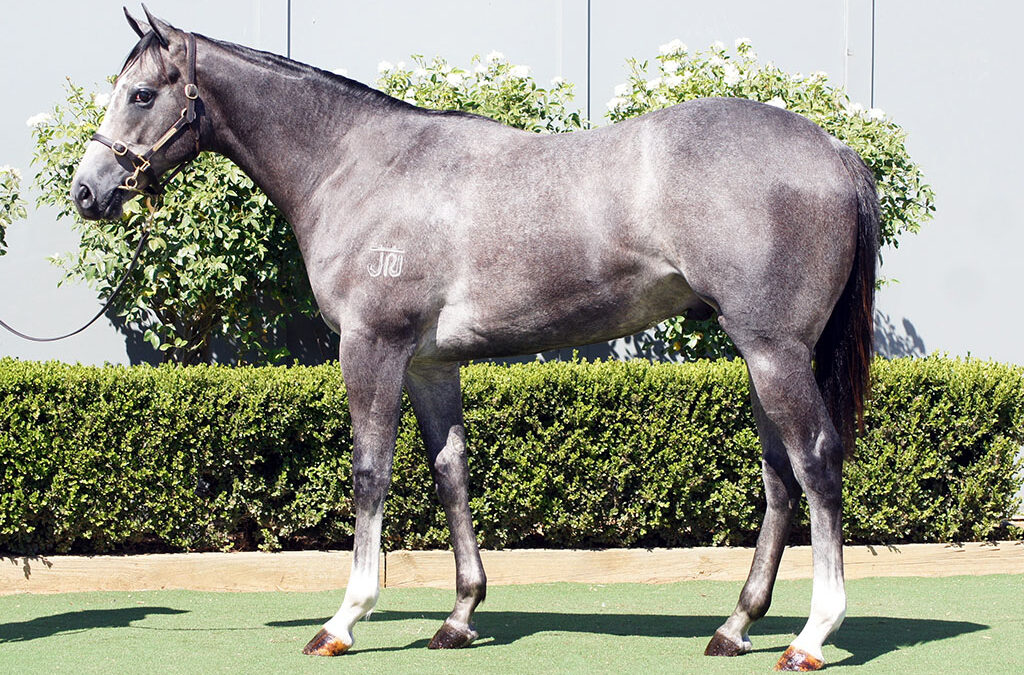 Lot 54: D’Argento x Oojooba colt