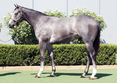 Lot 54: D’Argento x Oojooba colt
