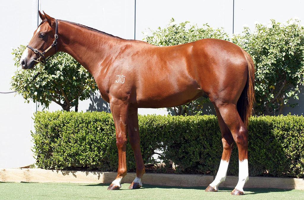 Lot 90: Harry Angel x Resplendence colt