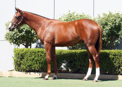 Lot 90: Harry Angel x Resplendence colt