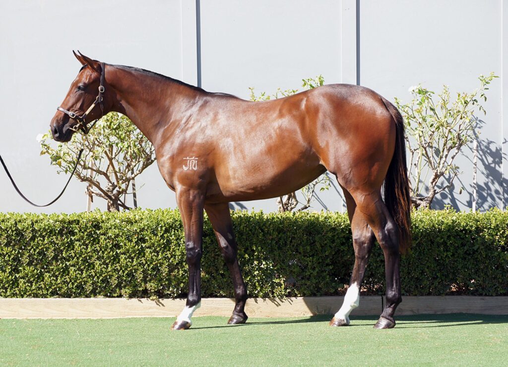 All Kinds Of Folk as a yearling | $40,000 purchase by Comstock Racing Pty Ltd