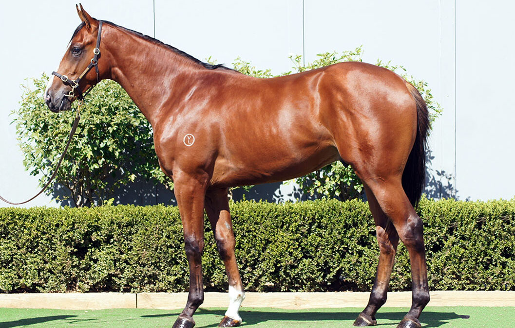 Lot 111: Tagaloa x Vida Rose colt