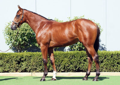 Lot 111: Tagaloa x Vida Rose colt