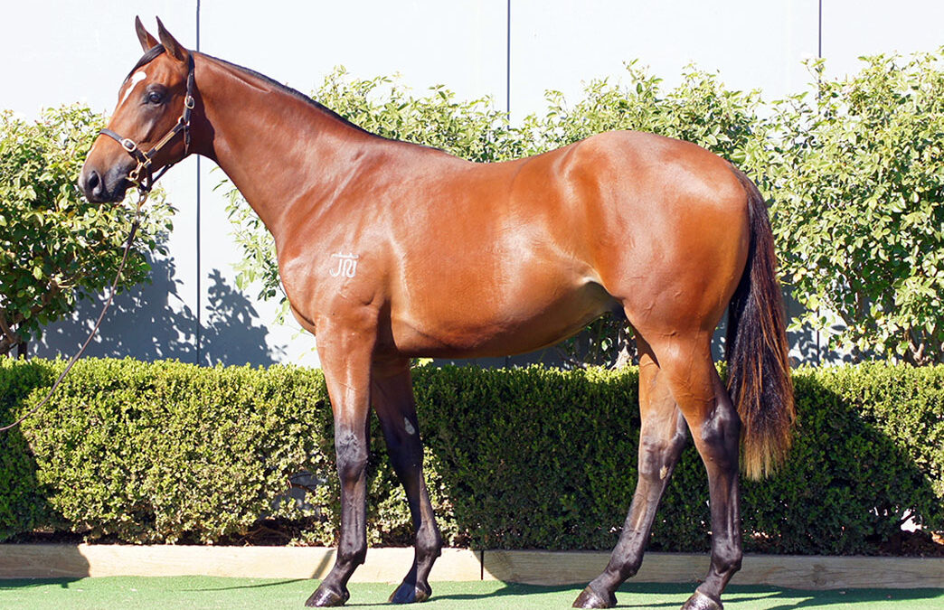 Lot 118: Russian Revolution x Wanted Diva colt