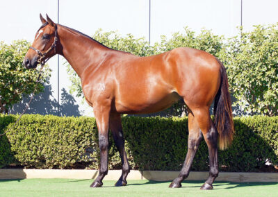 Lot 118: Russian Revolution x Wanted Diva colt