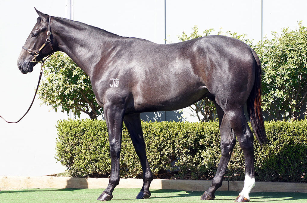Lot 12: D’Argento x Our Zariah colt