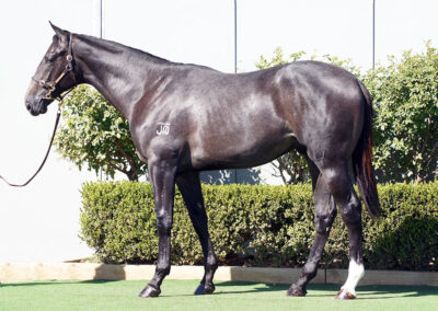 Lot 12: D’Argento x Our Zariah colt