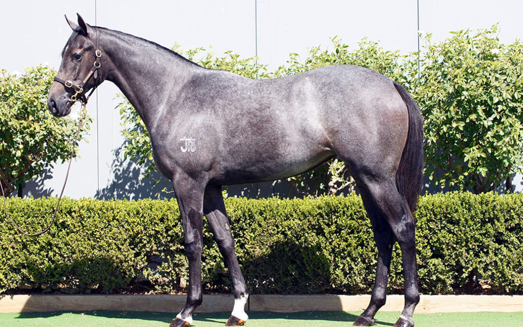 Lot 141: D’Argento x Anatolian Charm filly