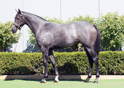 Lot 141: D’Argento x Anatolian Charm filly