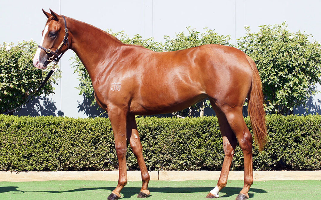 Lot 147: Castelvecchio x Assertin Mischief filly