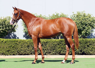 Lot 147: Castelvecchio x Assertin Mischief filly