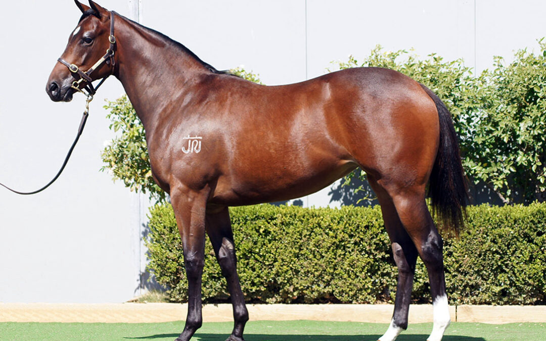 Lot 149: D’Argento x Atalanta Miss filly