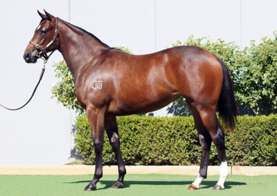 Lot 149: D’Argento x Atalanta Miss filly