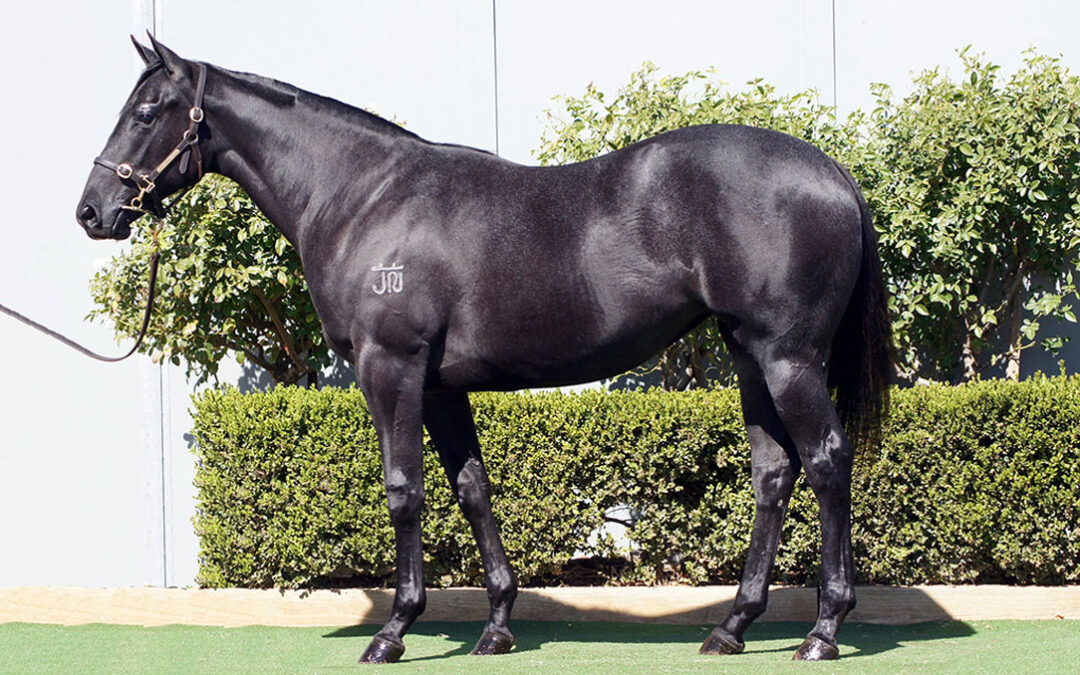 Lot 157: D’Argento x Belle De Vega filly