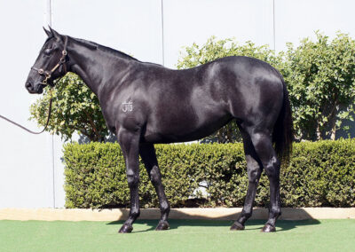 Lot 157: D’Argento x Belle De Vega filly