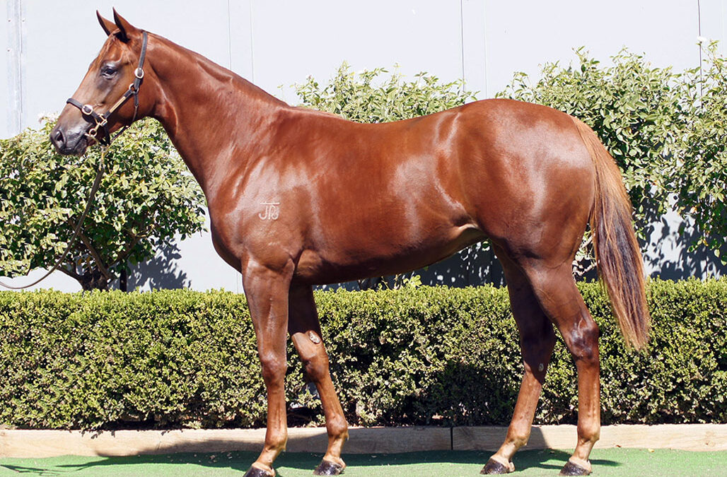 Lot 194: Profiteer x Dawnlight filly