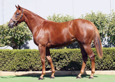 Lot 194: Profiteer x Dawnlight filly