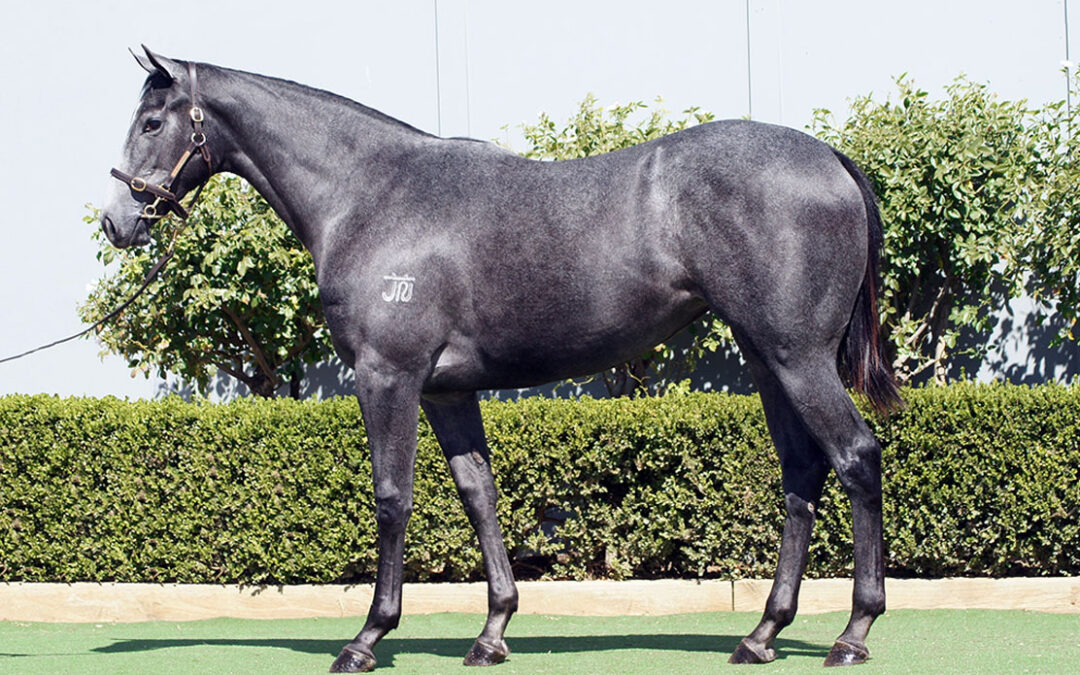 Lot 203: D’Argento x Egyptian Melody, by Exceed And Excel