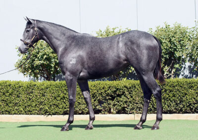 Lot 203: D’Argento x Egyptian Melody, by Exceed And Excel