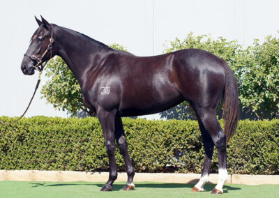 Lot 218: D’Argento x Gatsby’s Girl filly