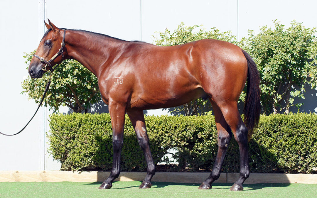 Lot 249: Tiger Of Malay x Just In The Clear colt
