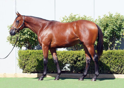 Lot 249: Tiger Of Malay x Just In The Clear colt