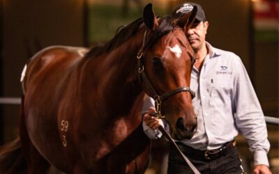 Top Priced Colt For Bowness Stud At HTBA