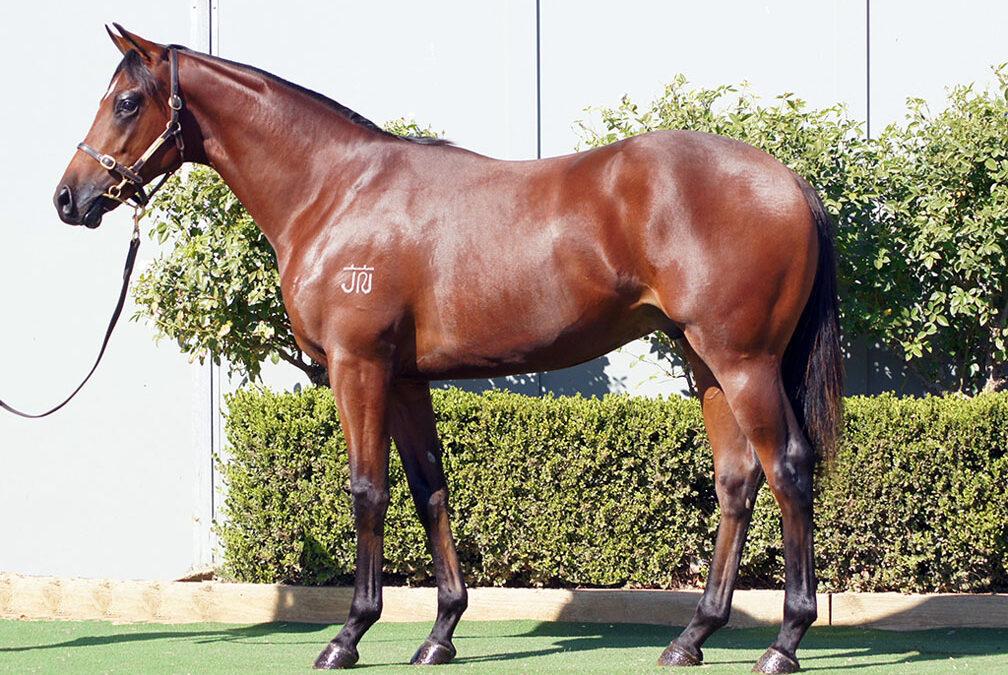 Lot 253: St Mark’s Basilica x Kristy Lee colt