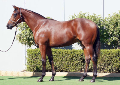Lot 253: St Mark’s Basilica x Kristy Lee colt