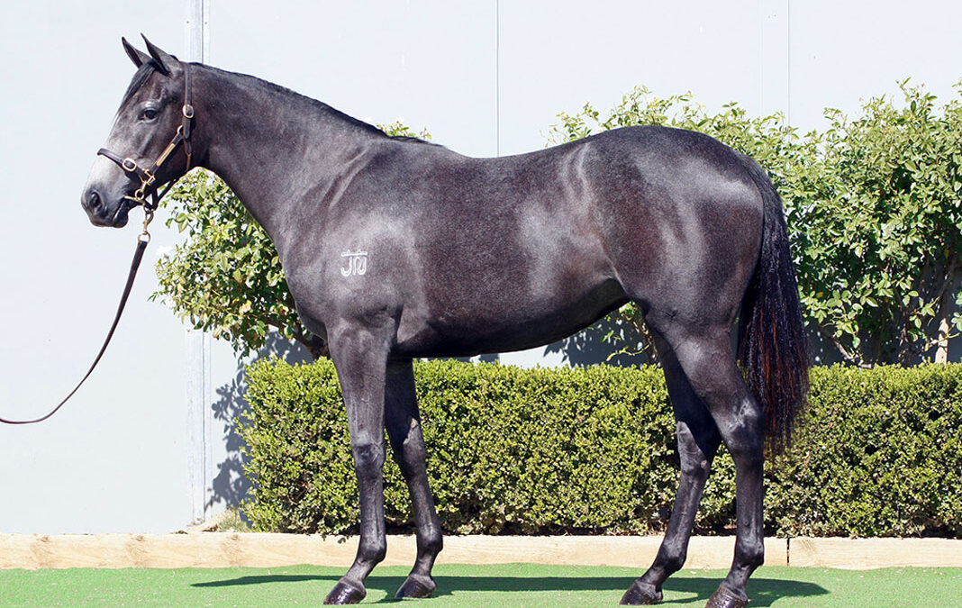 Lot 260: D’Argento x Little Miss Peggy filly