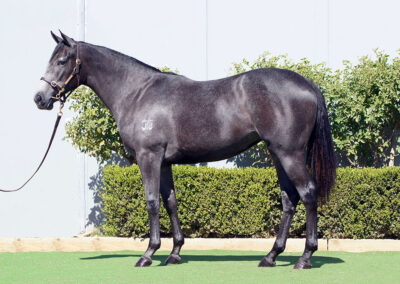 Lot 260: D’Argento x Little Miss Peggy filly