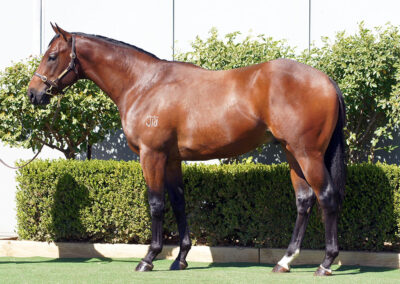 Lot 3: Cool Aza Beel x Nervous Nellie colt