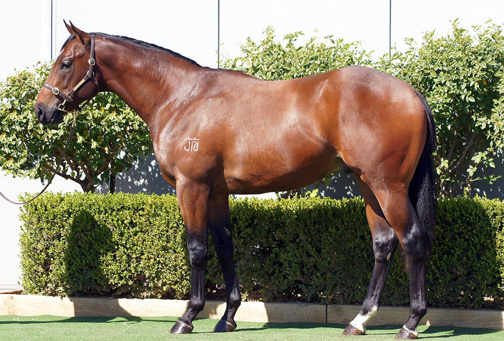 Lot 3: Cool Aza Beel x Nervous Nellie colt