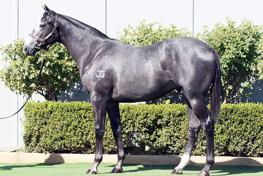 Lot 32: D’Argento x Queen Of Manhattan colt