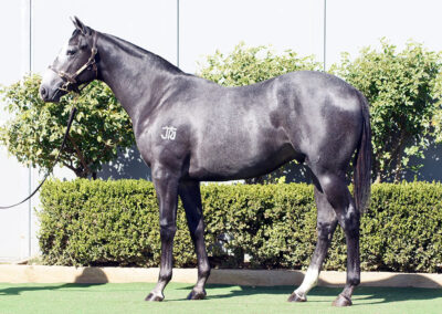Lot 32: D’Argento x Queen Of Manhattan colt