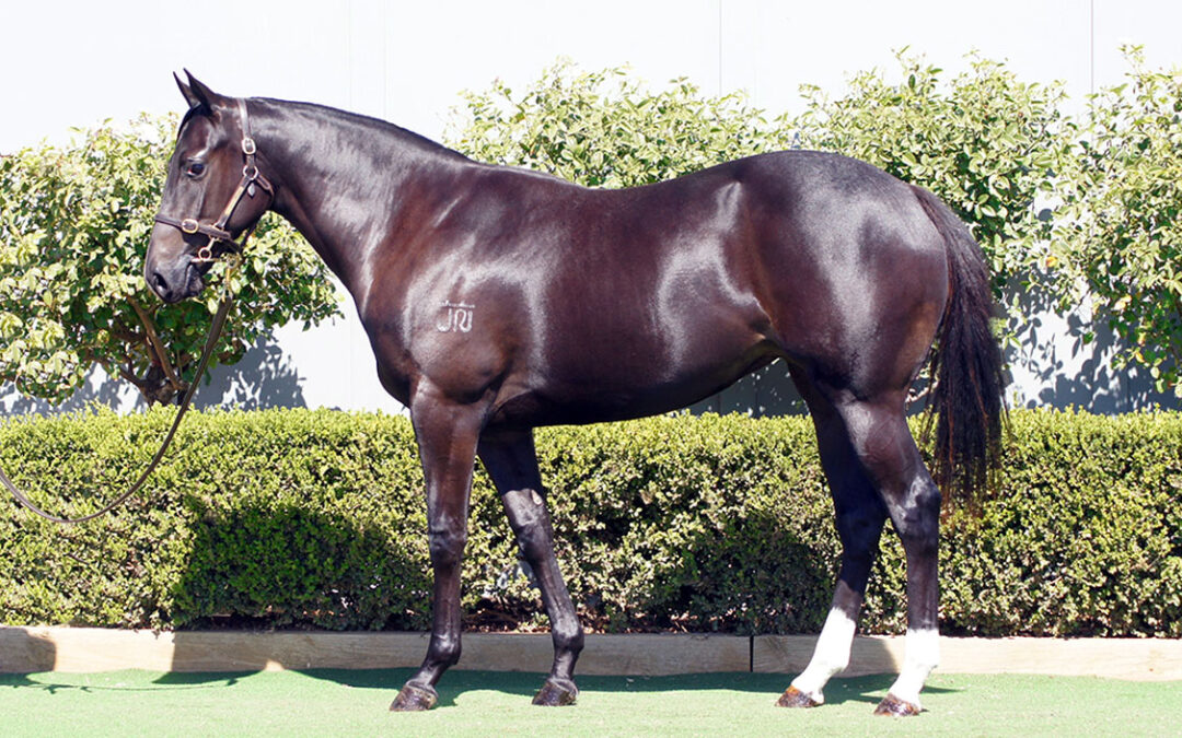 Lot 33: D’Argento x Queen Street Boss filly