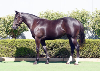 Lot 33: D’Argento x Queen Street Boss filly